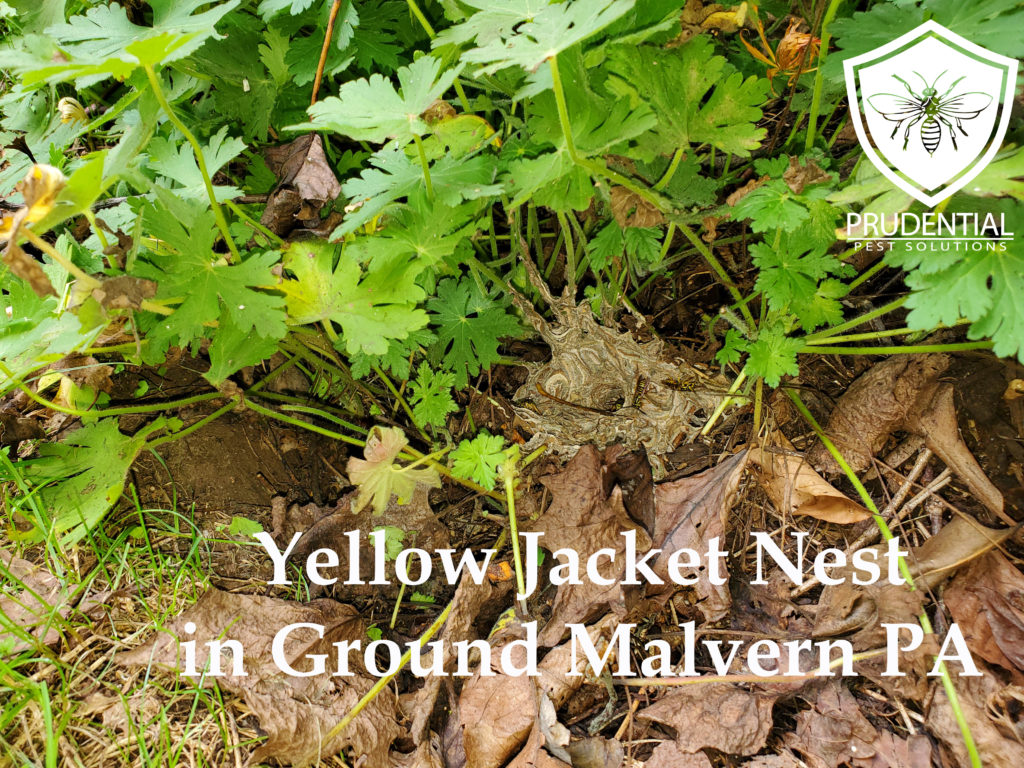 yellow jacket nest in ground Malvern PA