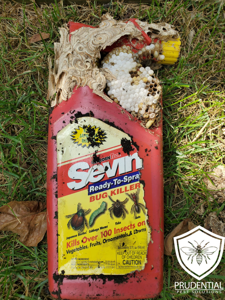 yellow jacket nest built on a pesticide bottle