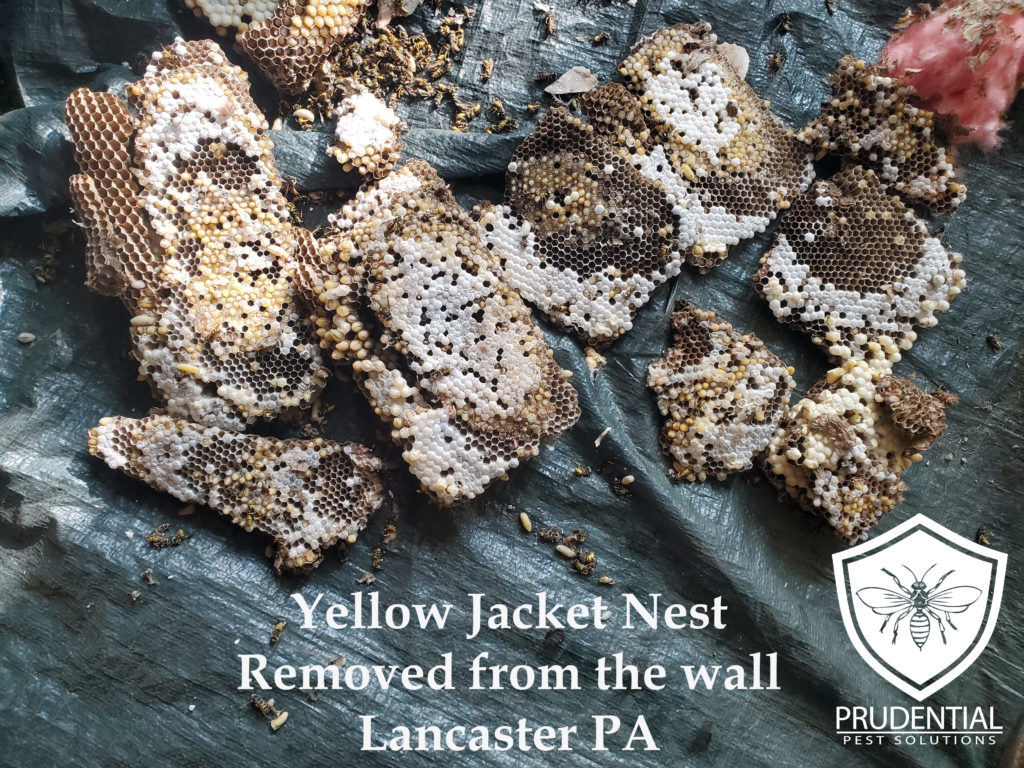 yellow jacket nest removed from the wall in Lancaster PA