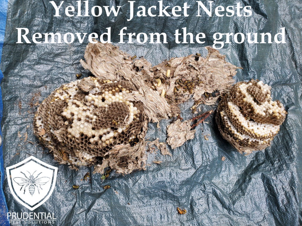 yellow jacket nests removed from the ground in Malvern PA
