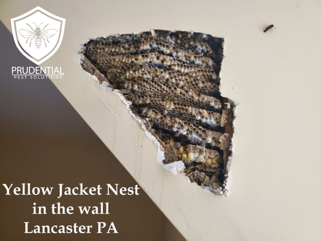 Yellow Jacket Nest in Wall Lancaster PA - Prudential Pest Solutions