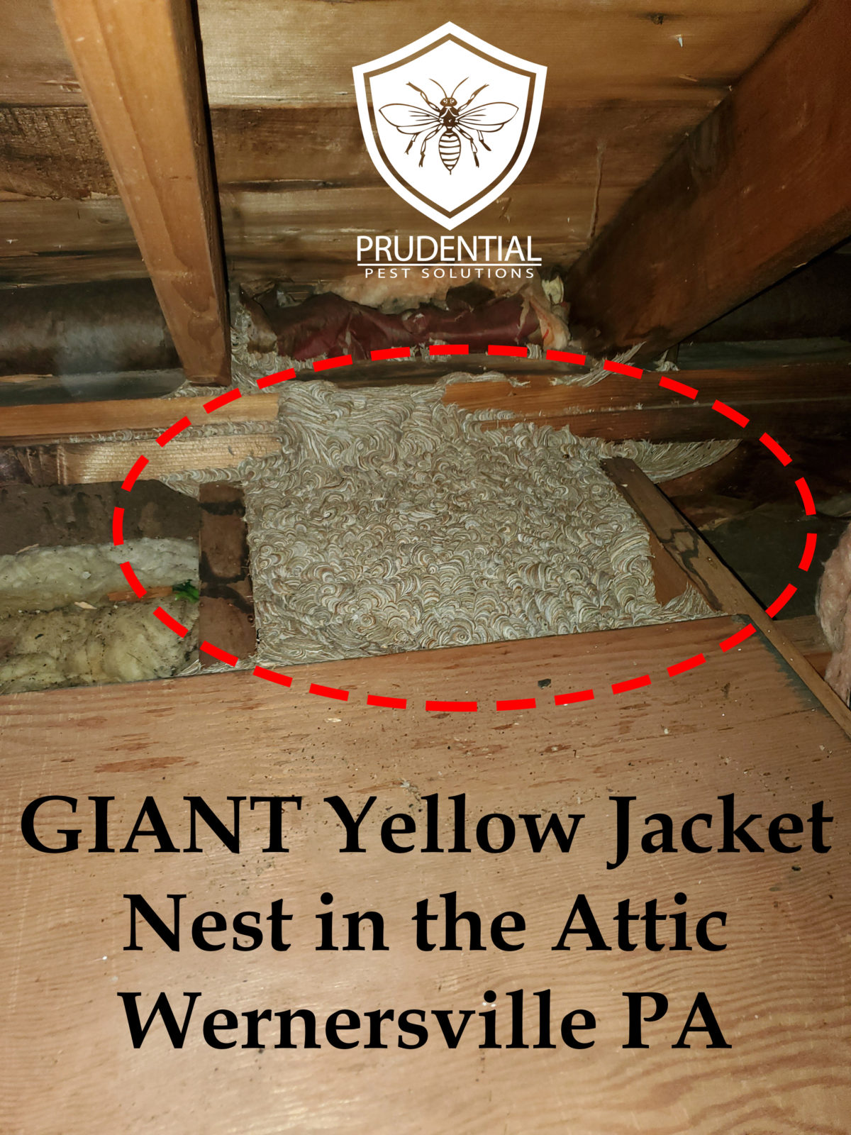 Yellow Jacket Nest Attic Wernersville Prudential Pest Solutions