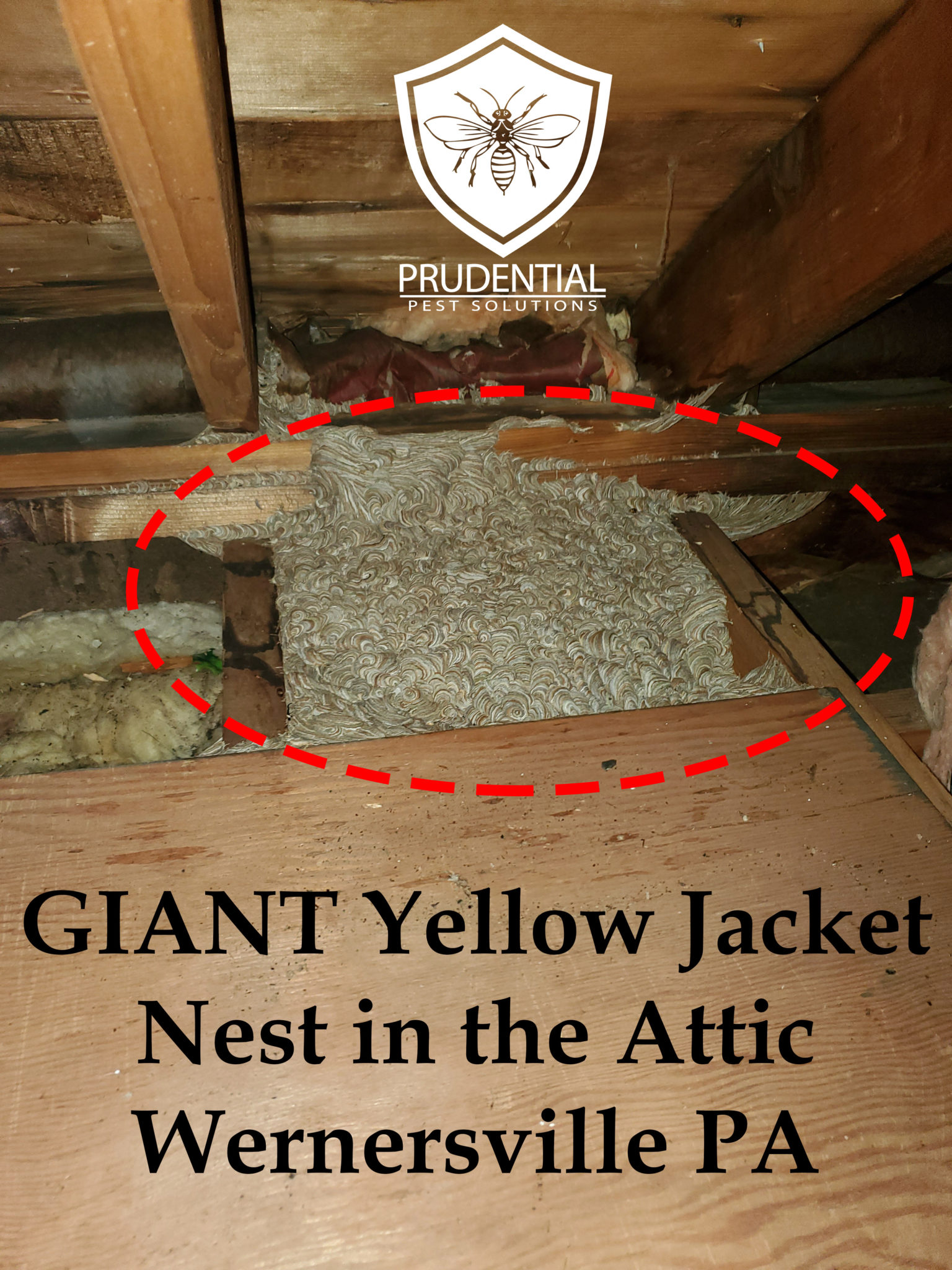 GIANT Yellow Jacket Nest in the Attic in Wernersville PA