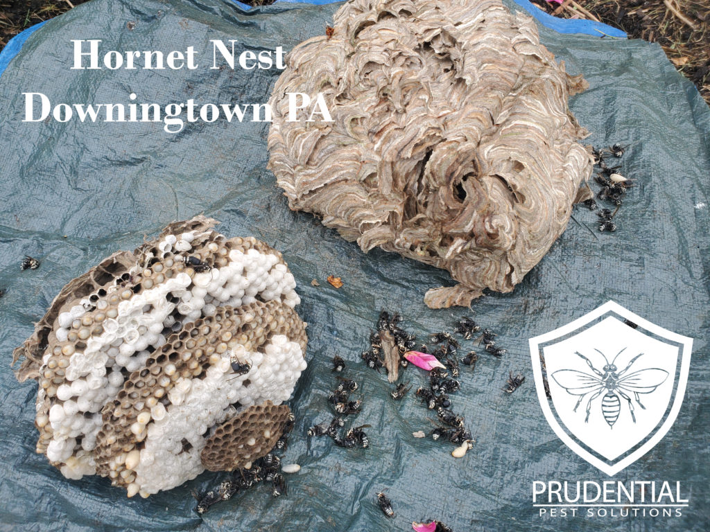 Hornet Nest Treatment and Removal in Downingtown PA