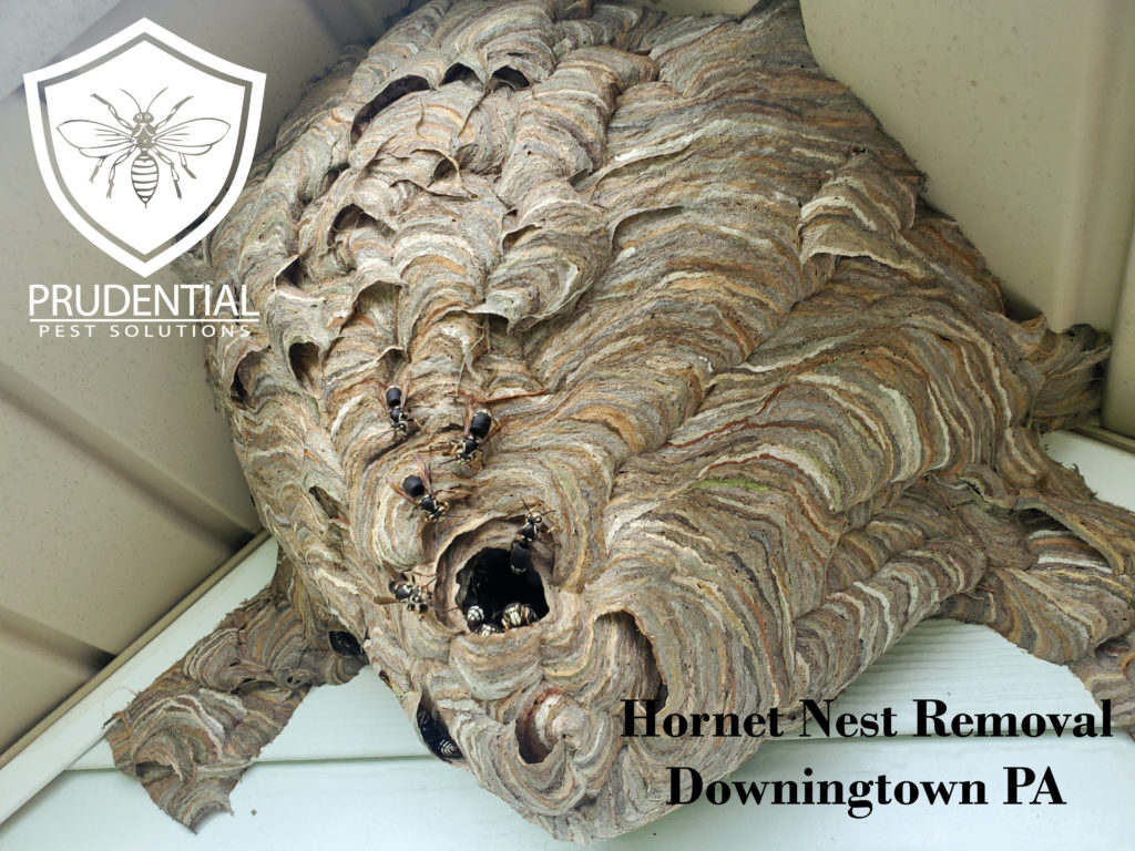 Hornet Nest Removal in Downingtown PA