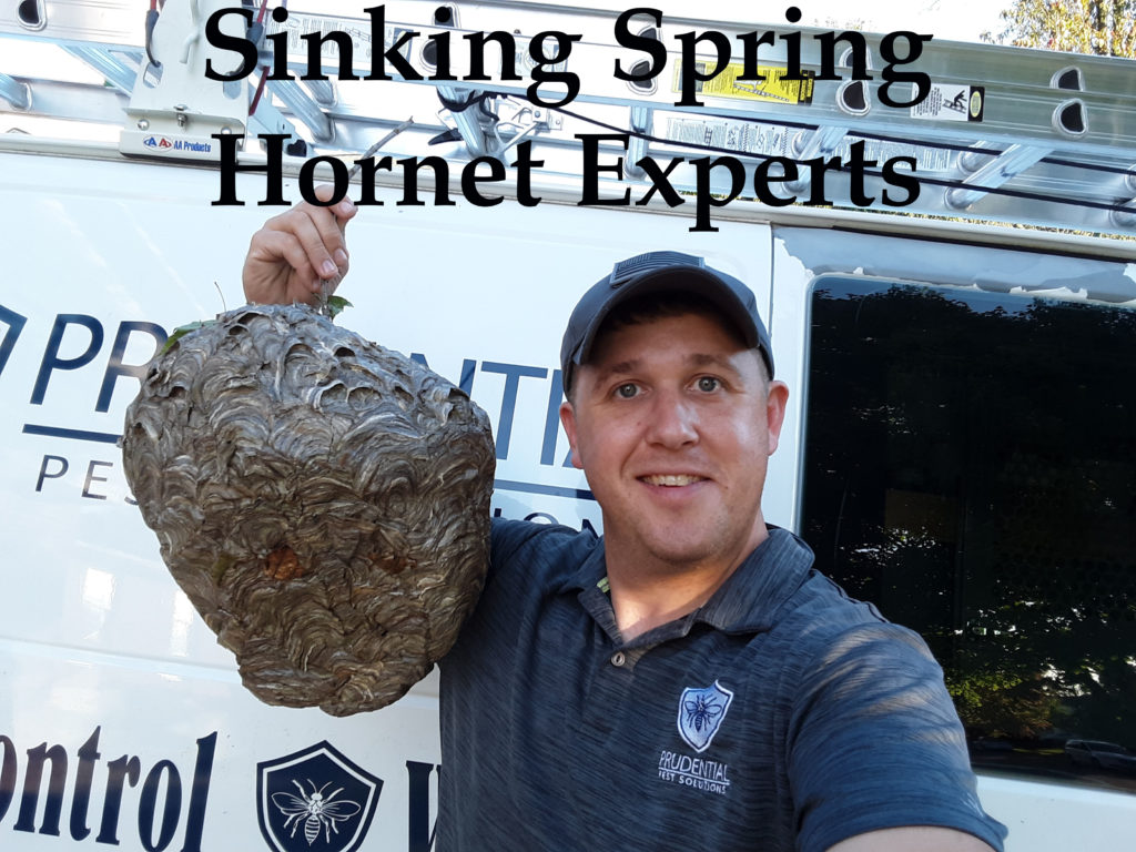 Sinking Spring Hornet Experts