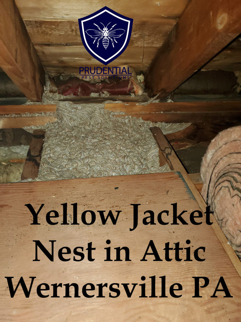 Yellow Jacket Nest in Attic in Wernersville PA