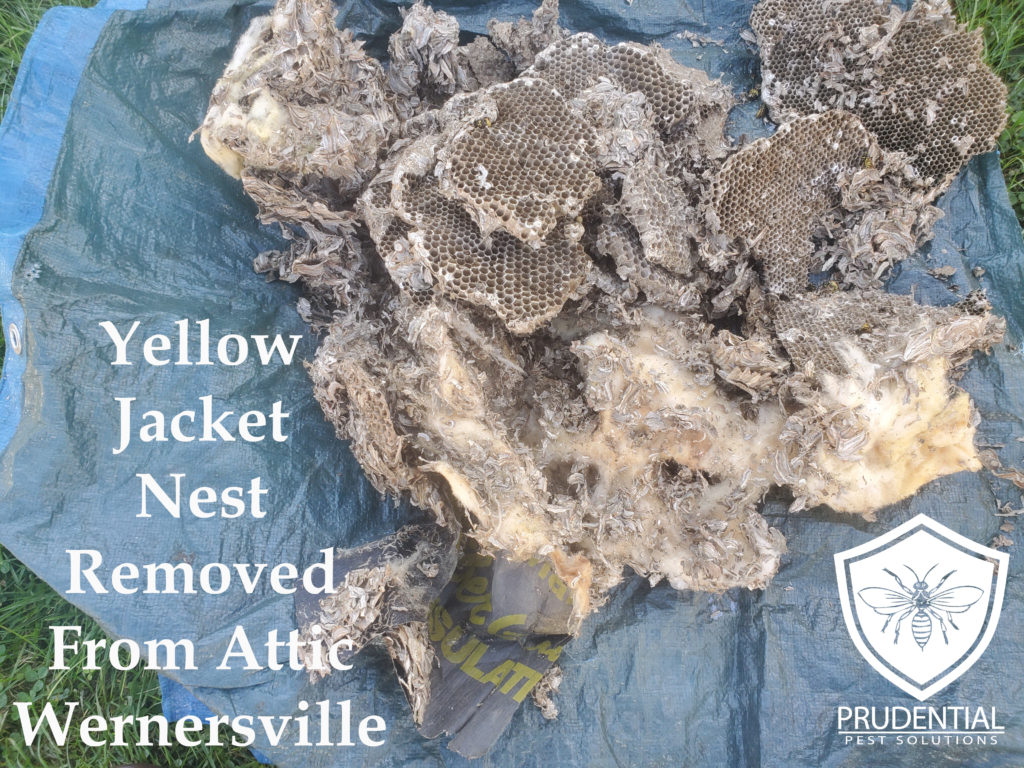 Yellow Jacket Nest removed from attic Wernersville