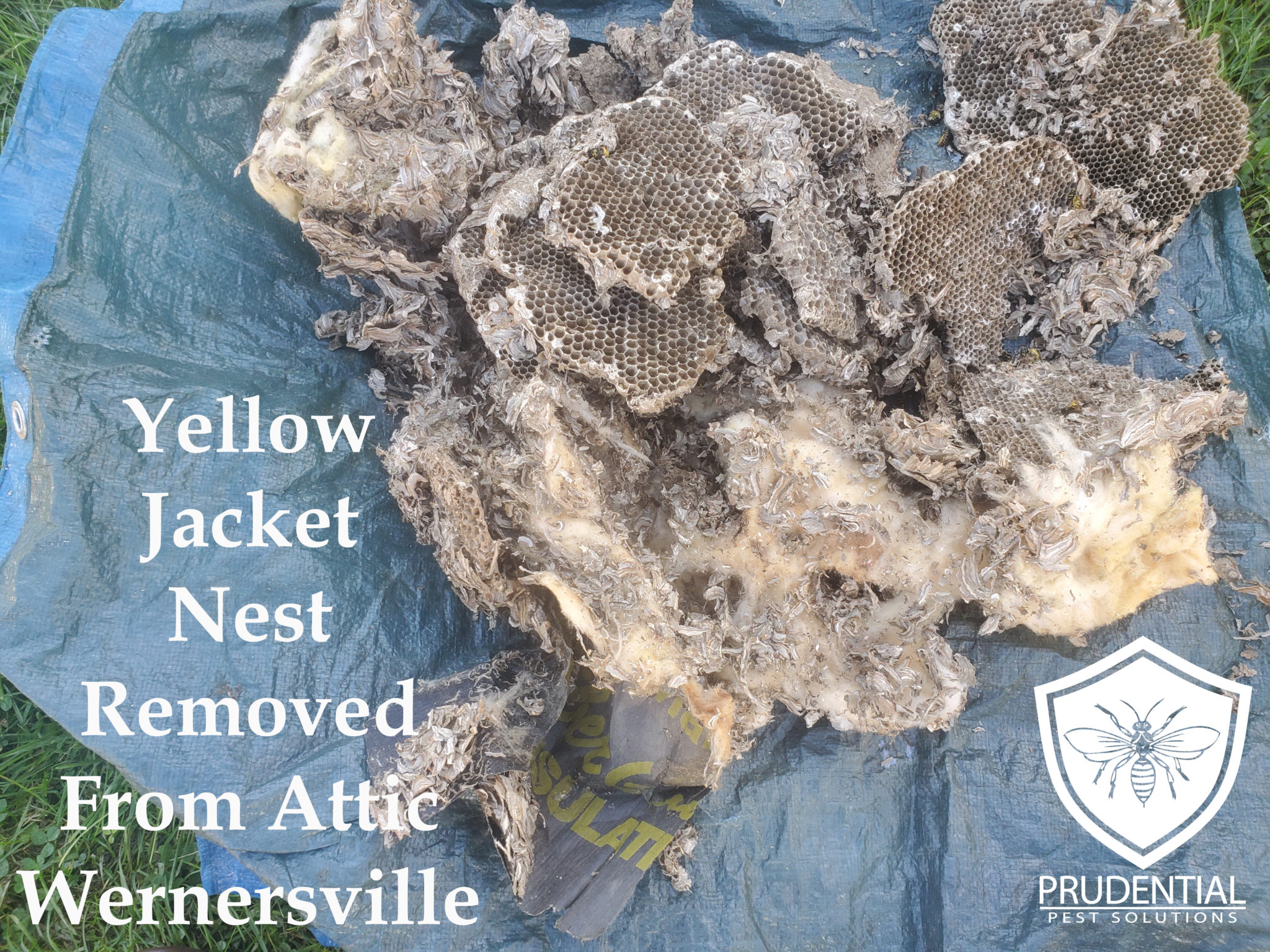 Yellow Jacket Nest Attic Wernersville Prudential Pest Solutions 6421