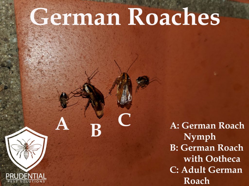 German Cockroaches