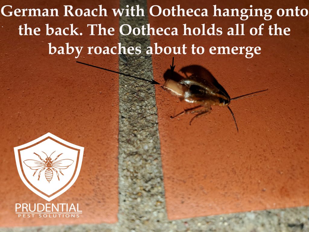 German Cockroach with Ootheca