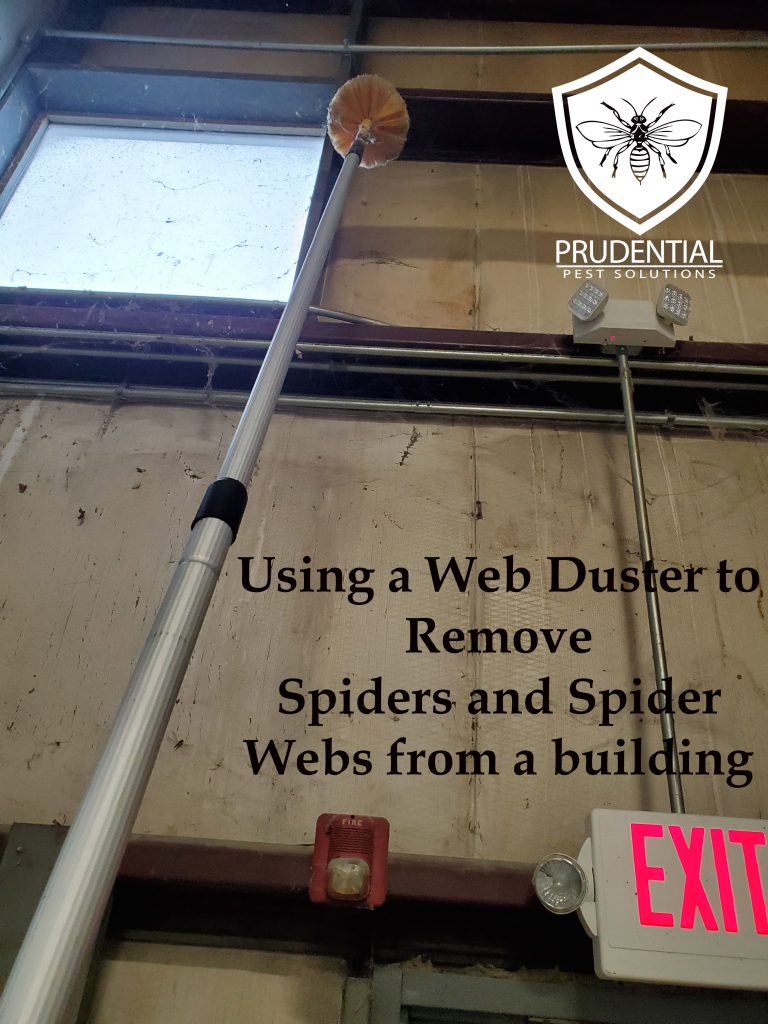 spider web infestation