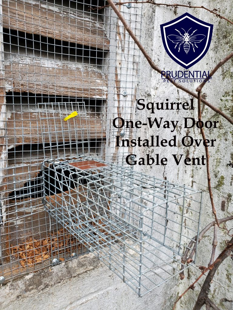 squirrel one-way door over gable vent