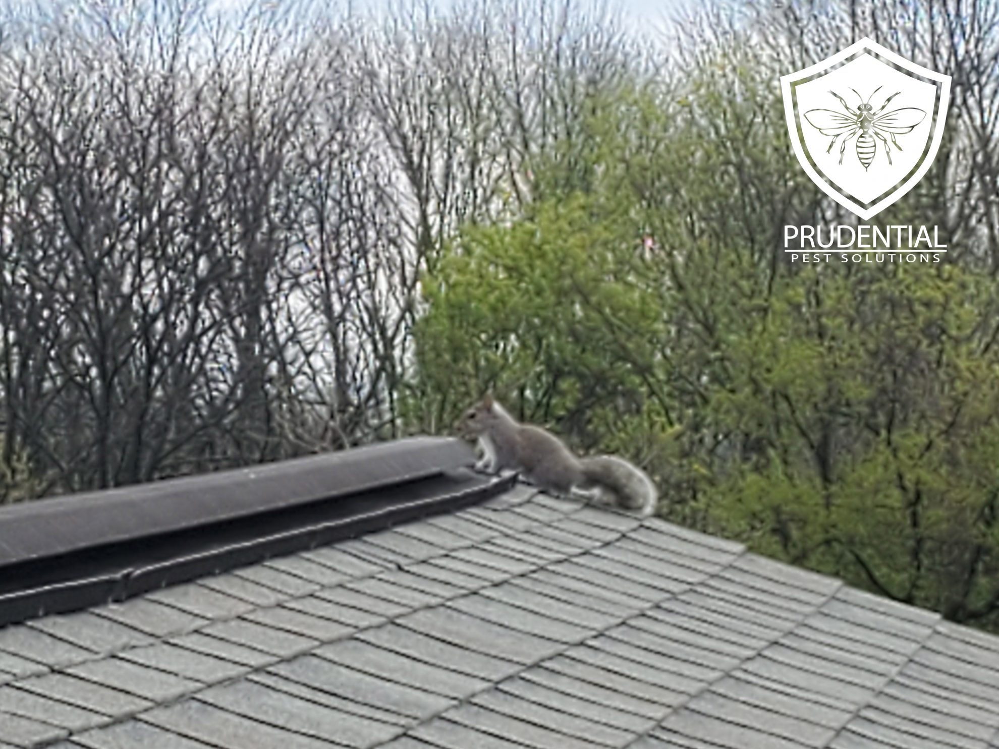 How to get squirrels out of your house Prudential Pest Solutions