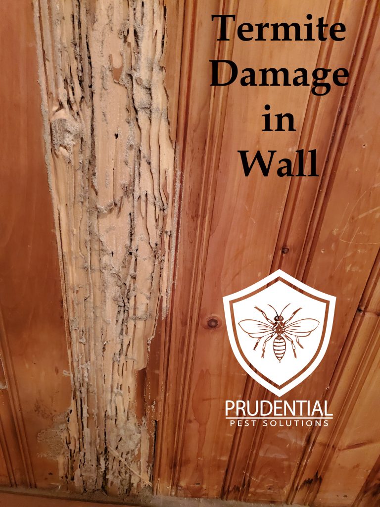 termite damage in wall