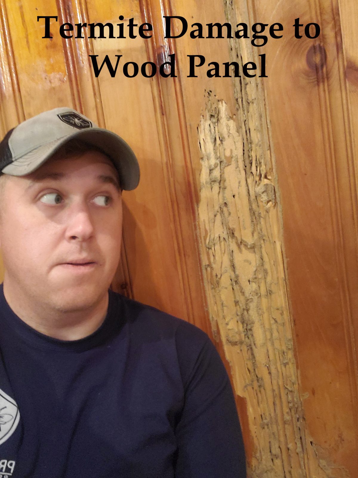 termite damage to wood paneling