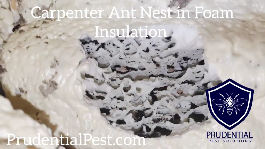 carpenter ant nest foam insulation