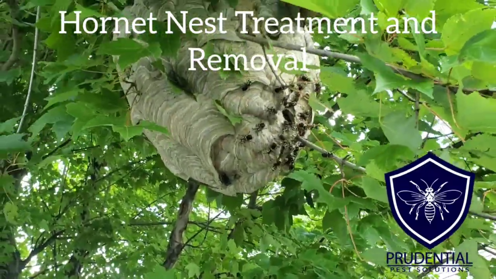 hornet nest reading pa