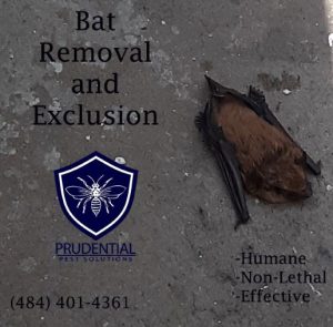 bat removal 