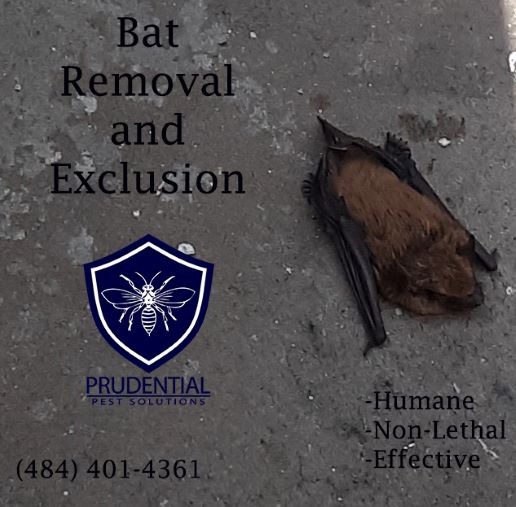 bat removal