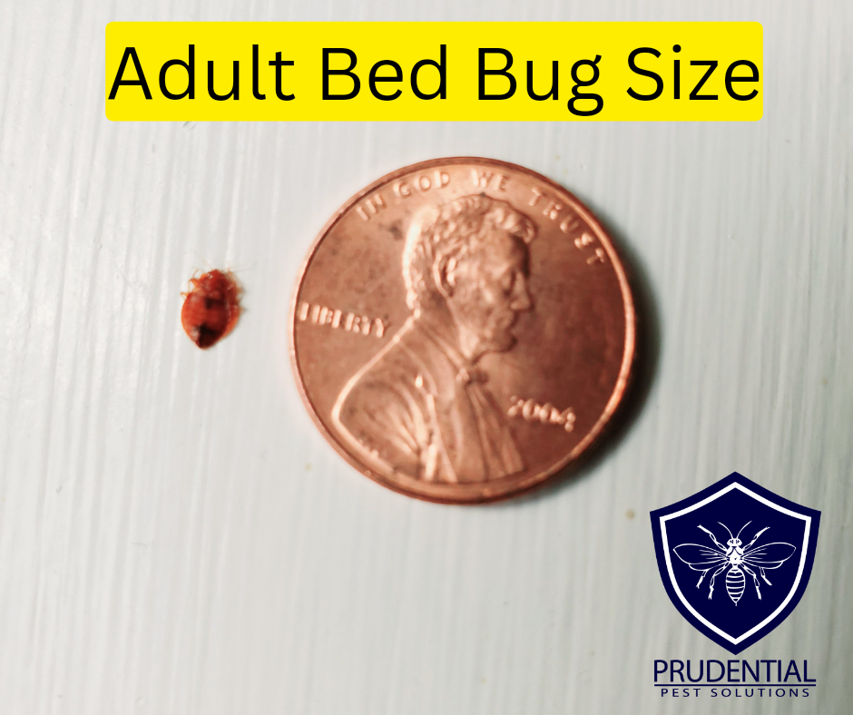 Adult Bed Bug Size