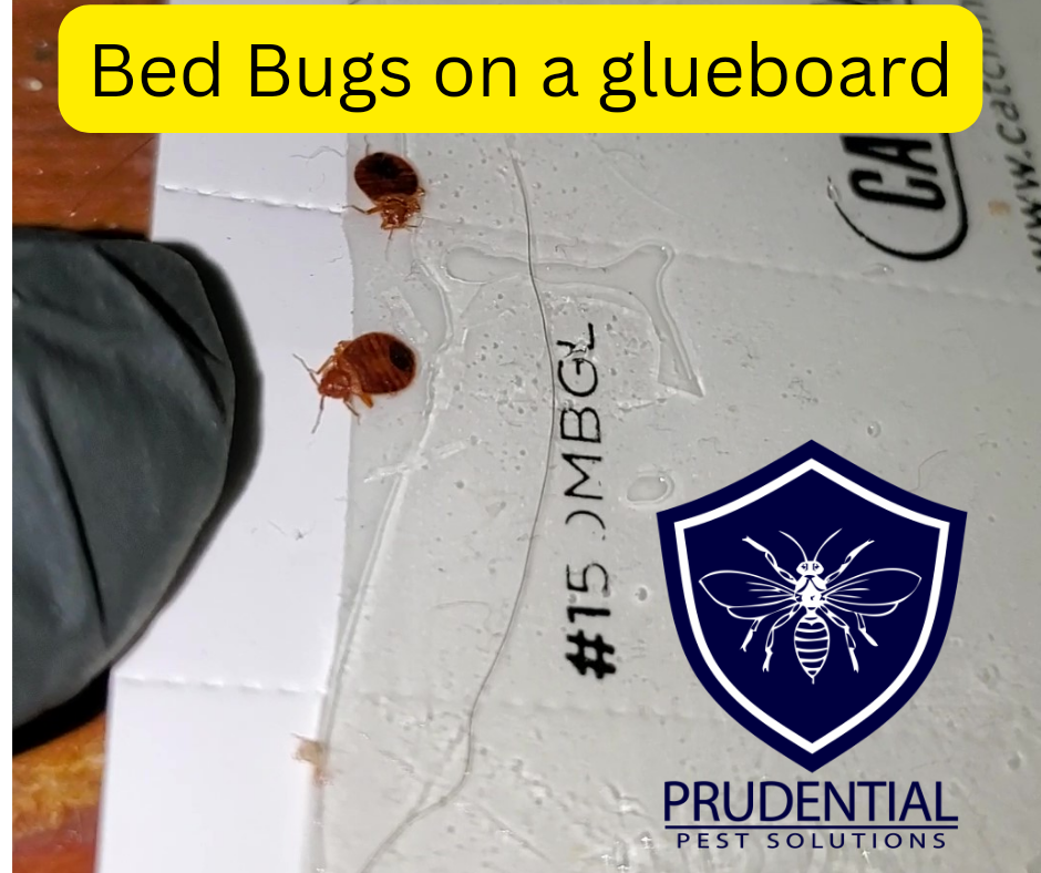 Bed bugs on a glue board