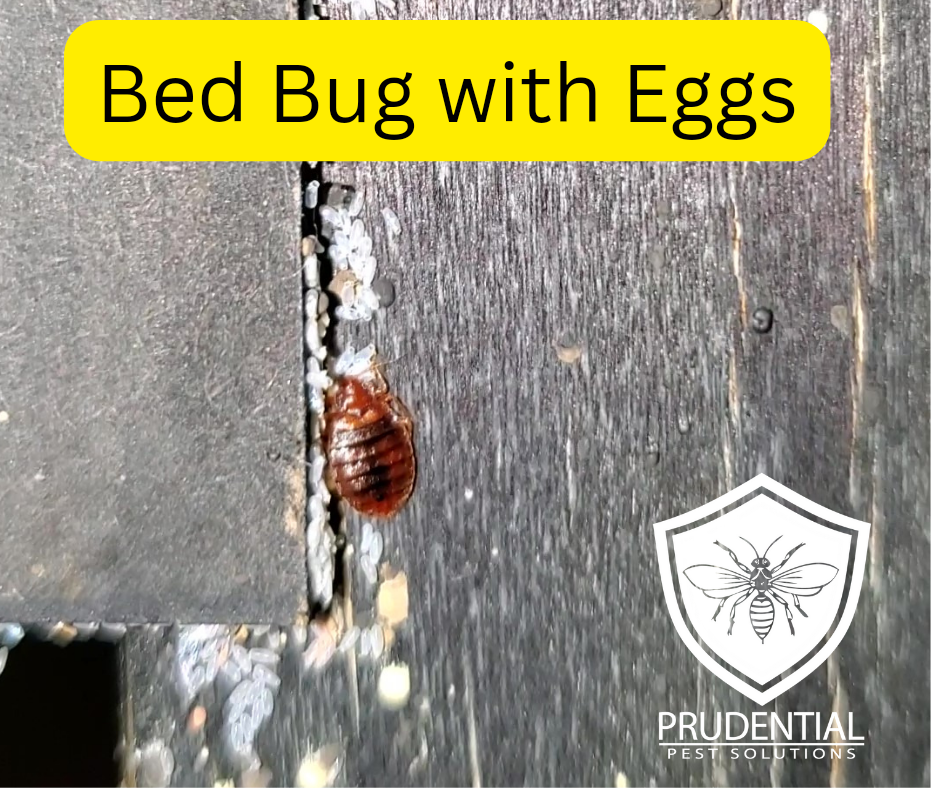 Bed Bug with Eggs