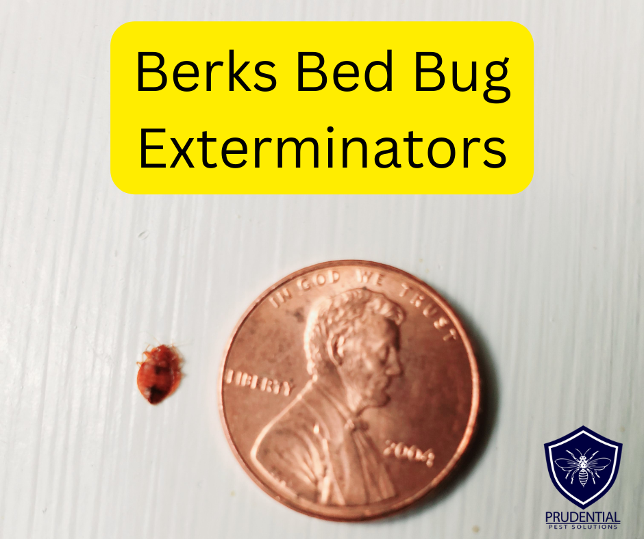 Berks Bed Bug Exterminators