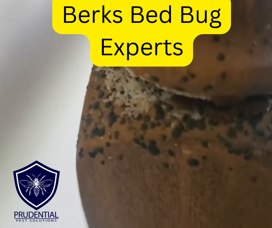 Berks Bed Bug Experts