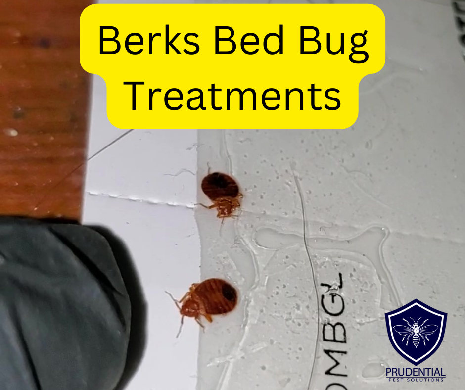 Berks Bed Bug Treatments