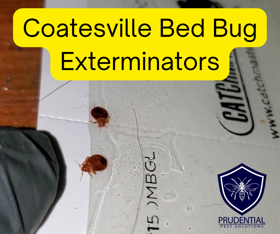Coatesville Bed Bug Exterminators