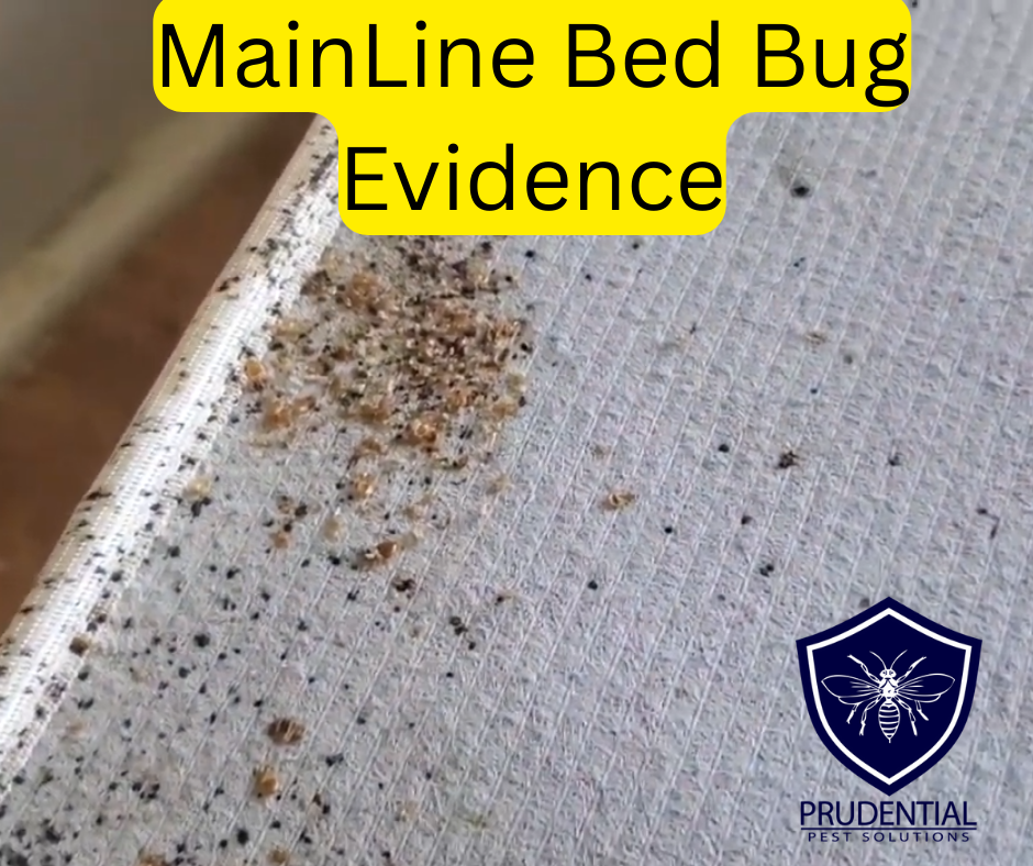 MainLine Bed Bug Evidence