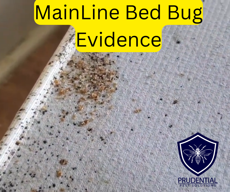 Main Line Bed Bug Exterminators Prudential Pest Solutions 6557