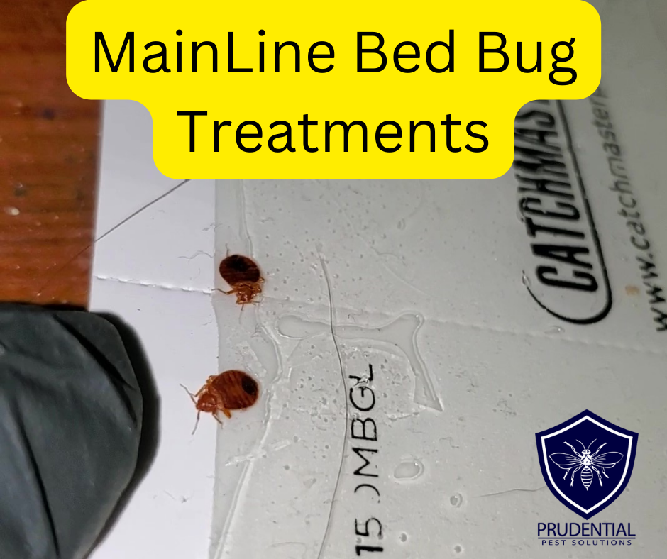 MainLine Bed Bug Treatments