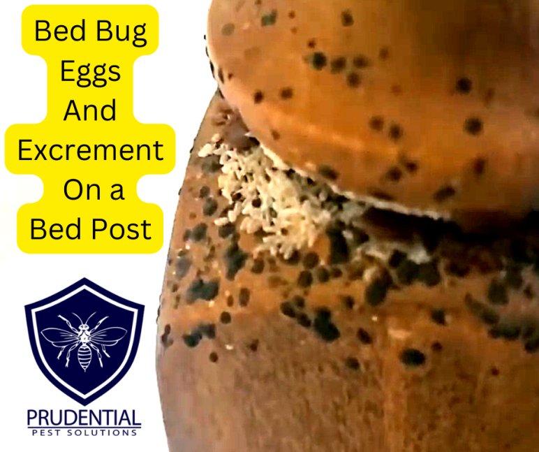How to PREVENT bringing home bed bugs from Vacation Prudential Pest