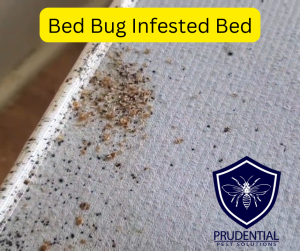 How to Check for Bed Bugs in a Hotel