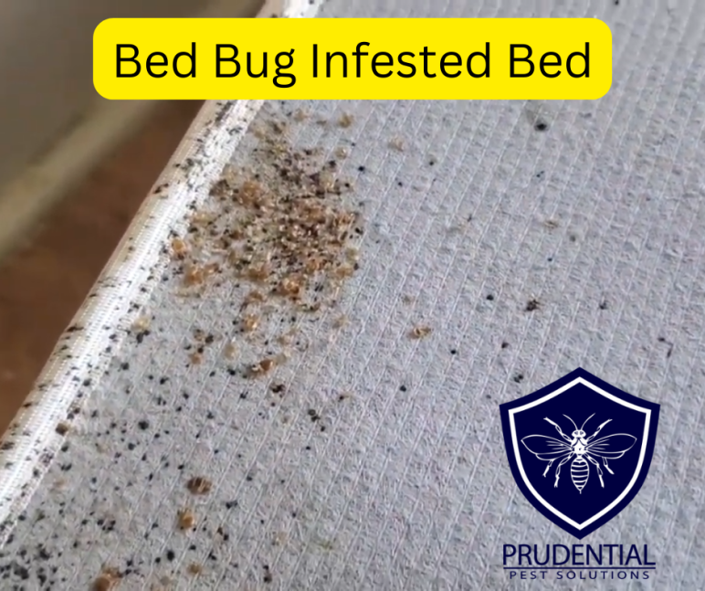How to PREVENT bringing home bed bugs from Vacation Prudential Pest
