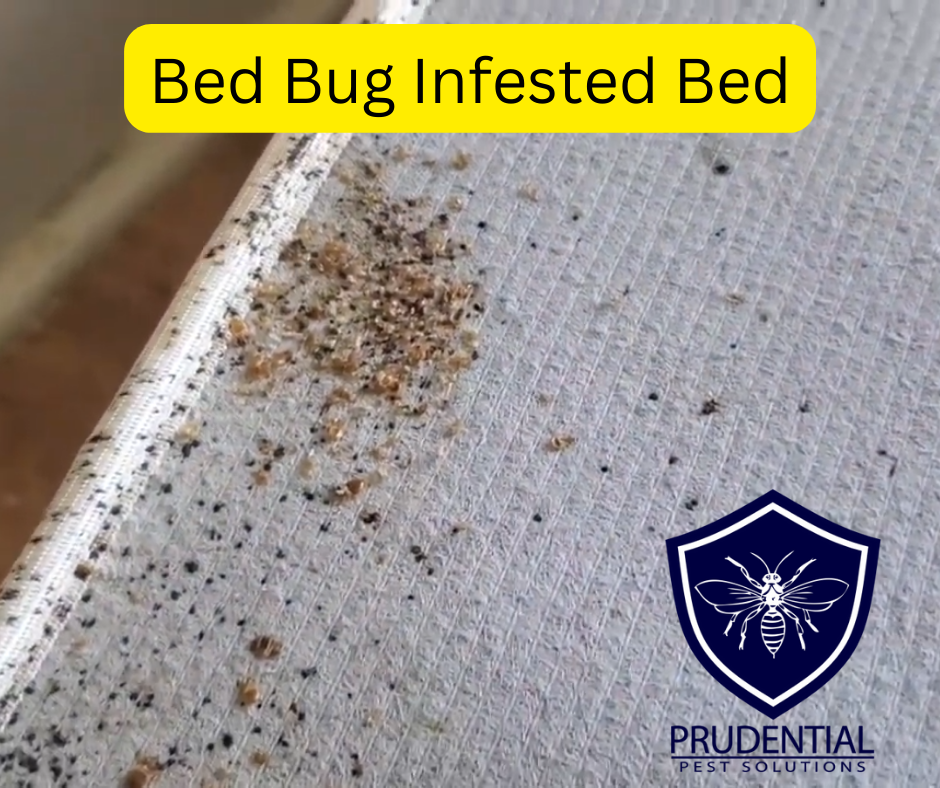 How to PREVENT bringing home bed bugs from Vacation Prudential Pest Solutions