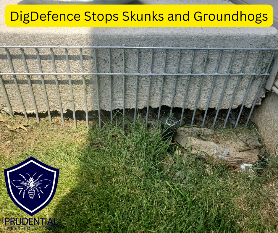 DigDefence Stops Skunks and Groundhogs