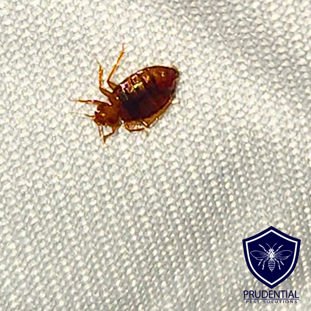 Bed Bug Control Company