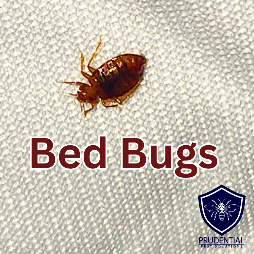 Bed Bugs