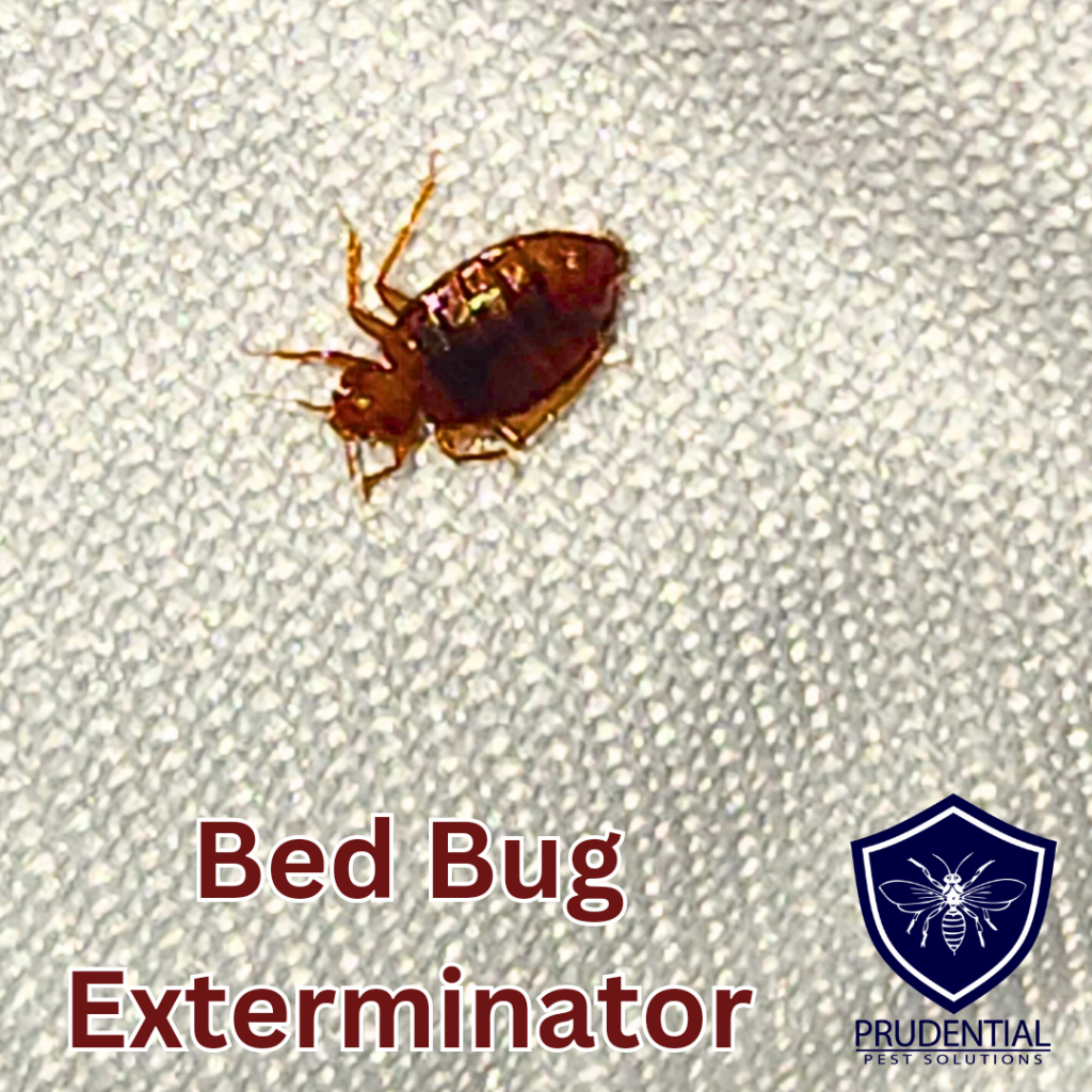 bed bug exterminator