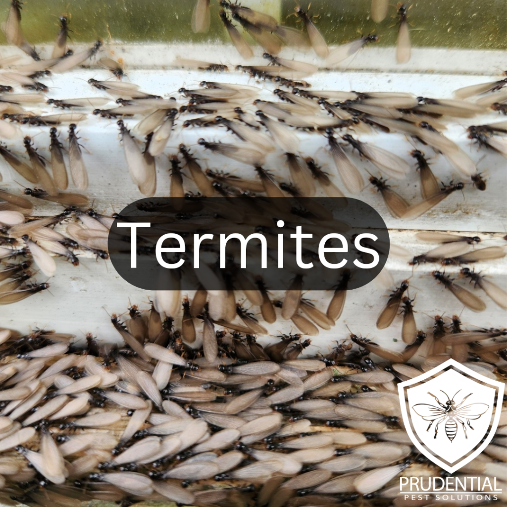 Termite Treatments