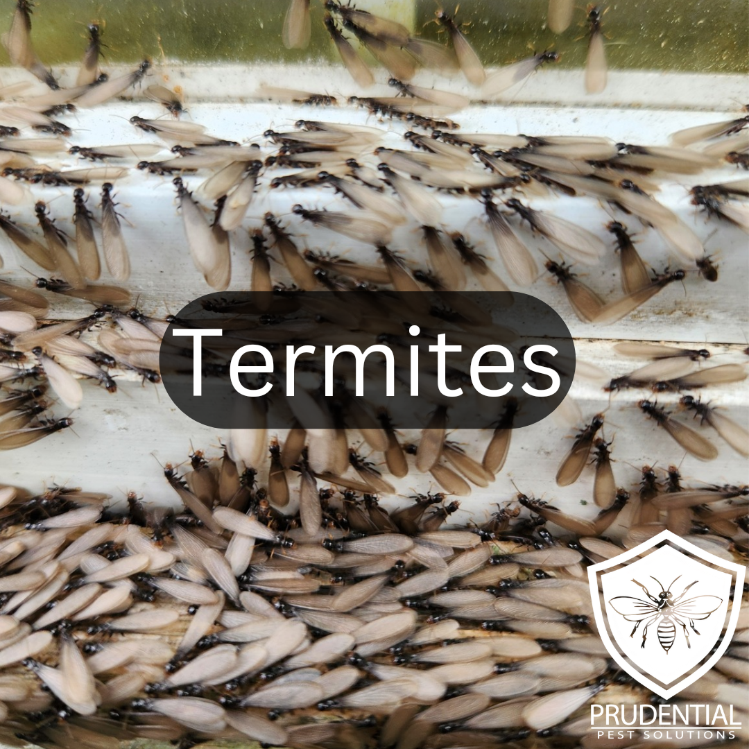 How Much Does Orkin Cost For Termites How much does a termite treatment cost - Prudential Pest Solutions