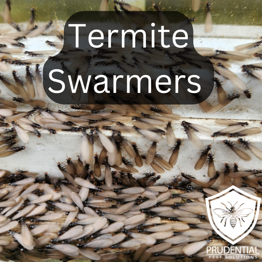 Termite Swarmers