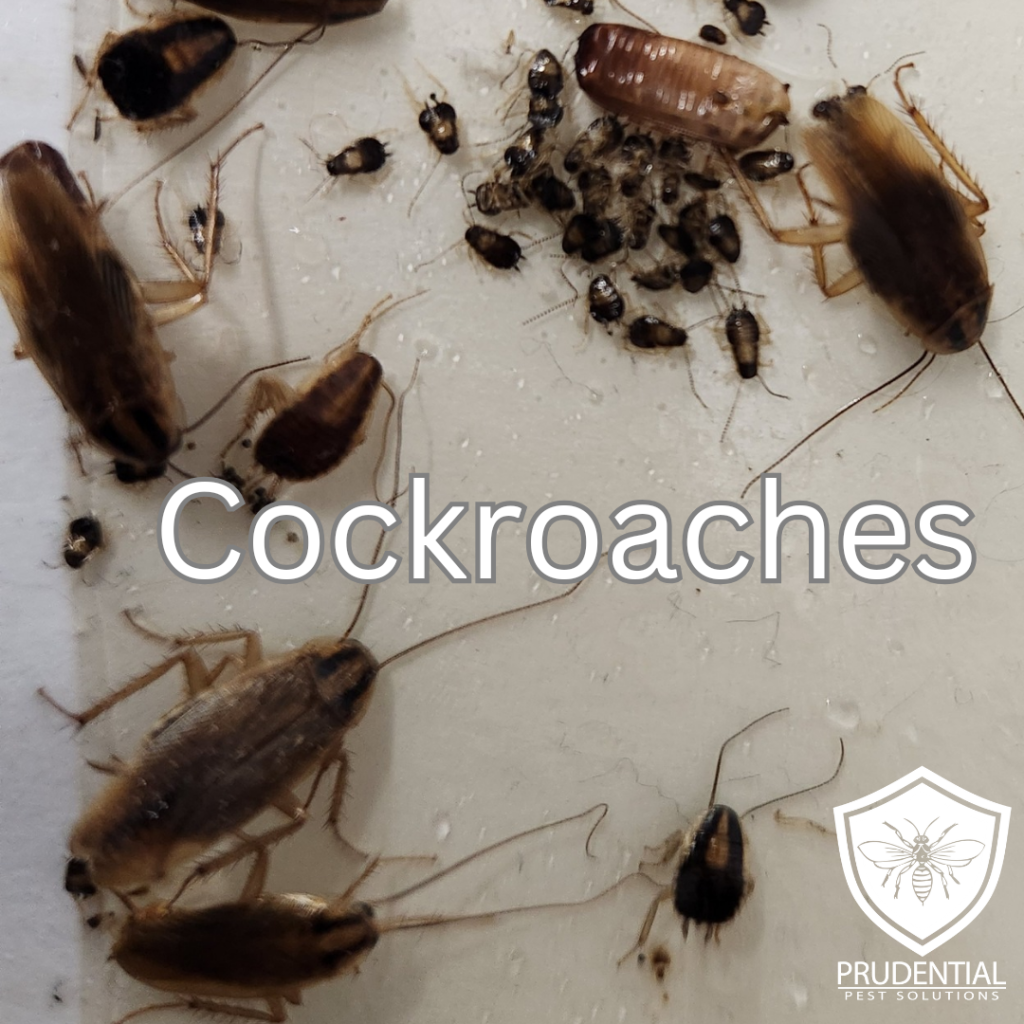 Cockroach Treatments