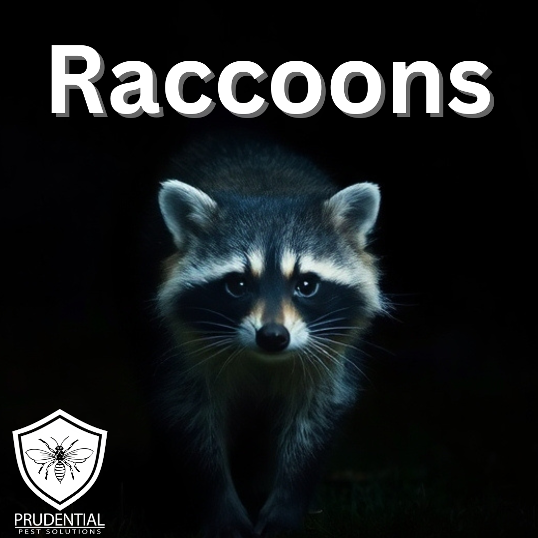 raccoons