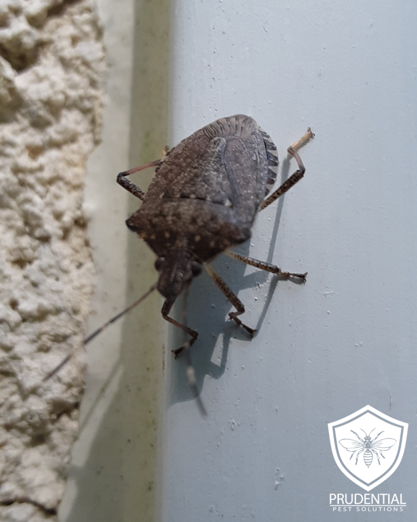 stink bug treatments