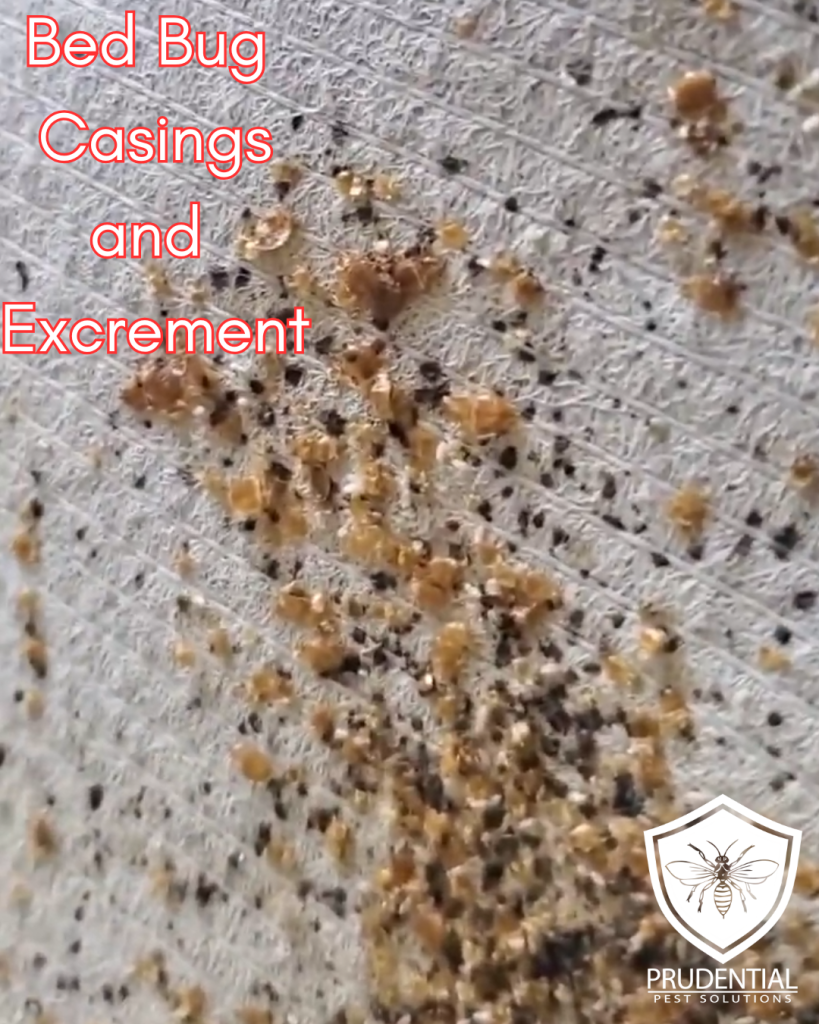 Bed Bug Casings and Excrement