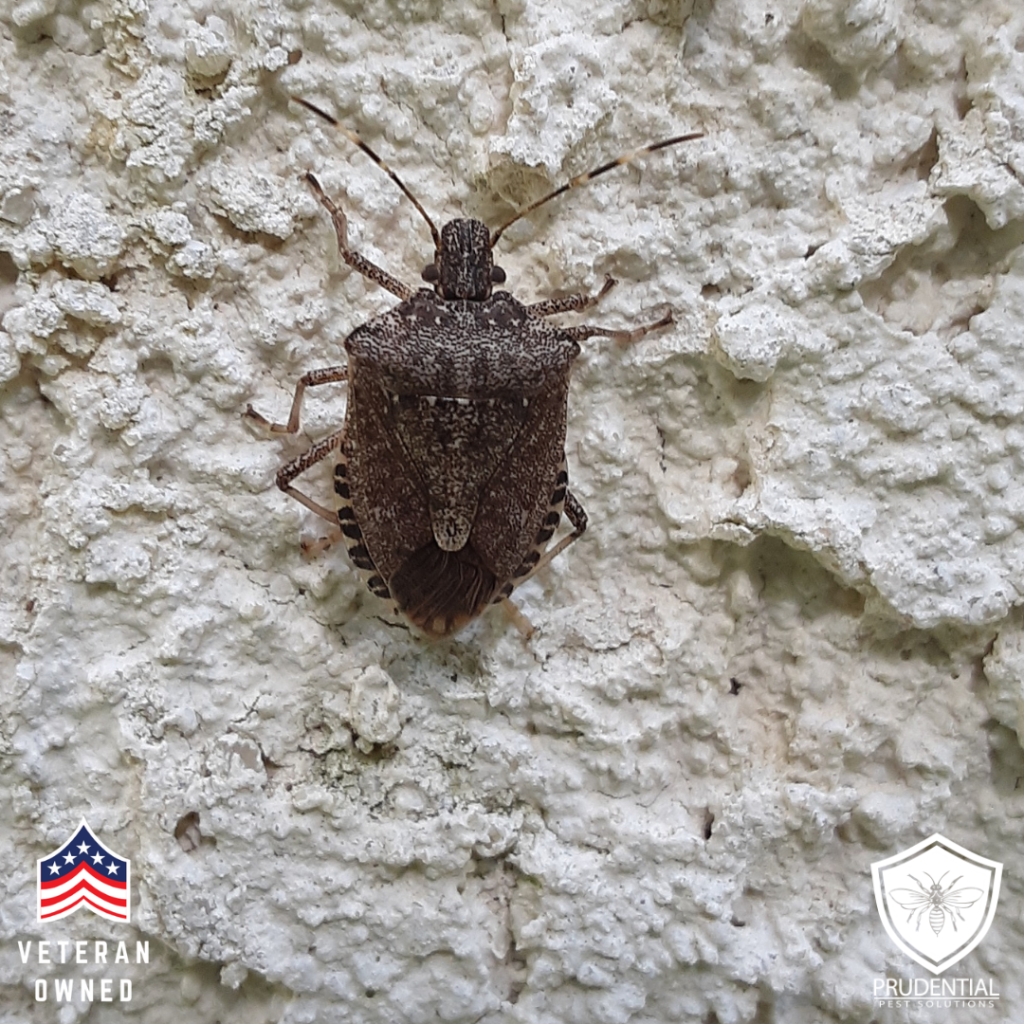 A stink bug in Pennsylvania climbs up the side of a house